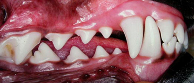 healthy teeth and gums for dogs